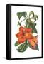 Antique Botanical XVIII-Wild Apple Portfolio-Framed Stretched Canvas