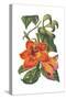 Antique Botanical XVIII-Wild Apple Portfolio-Stretched Canvas