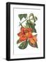 Antique Botanical XVIII-Wild Apple Portfolio-Framed Art Print