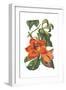 Antique Botanical XVIII-Wild Apple Portfolio-Framed Art Print