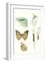 Antique Butterflies and Leaves III-Vision Studio-Framed Art Print