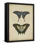 Antique Butterfly Pair III-Vision Studio-Framed Stretched Canvas
