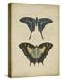 Antique Butterfly Pair III-Vision Studio-Stretched Canvas