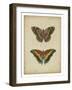 Antique Butterfly Pair IV-Vision Studio-Framed Art Print