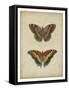 Antique Butterfly Pair IV-Vision Studio-Framed Stretched Canvas