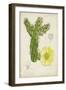 Antique Cactus I-Curtis-Framed Art Print