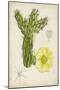 Antique Cactus I-Curtis-Mounted Art Print