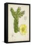 Antique Cactus I-Curtis-Framed Stretched Canvas