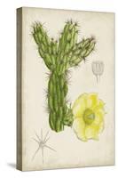 Antique Cactus I-Curtis-Stretched Canvas