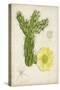 Antique Cactus I-Curtis-Stretched Canvas