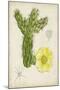 Antique Cactus I-Curtis-Mounted Art Print