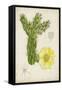 Antique Cactus I-Curtis-Framed Stretched Canvas