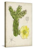 Antique Cactus I-Curtis-Stretched Canvas