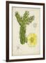 Antique Cactus I-Curtis-Framed Art Print