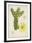 Antique Cactus I-Curtis-Framed Art Print