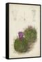 Antique Cactus II-Curtis-Framed Stretched Canvas