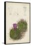 Antique Cactus II-Curtis-Framed Stretched Canvas