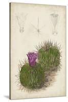 Antique Cactus II-Curtis-Stretched Canvas