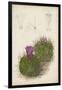 Antique Cactus II-Curtis-Framed Art Print