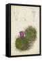 Antique Cactus II-Curtis-Framed Stretched Canvas