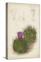 Antique Cactus II-Curtis-Stretched Canvas