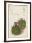 Antique Cactus II-Curtis-Framed Art Print