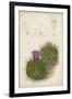 Antique Cactus II-Curtis-Framed Art Print