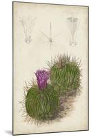 Antique Cactus II-Curtis-Mounted Art Print