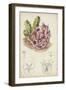 Antique Cactus III-Curtis-Framed Art Print