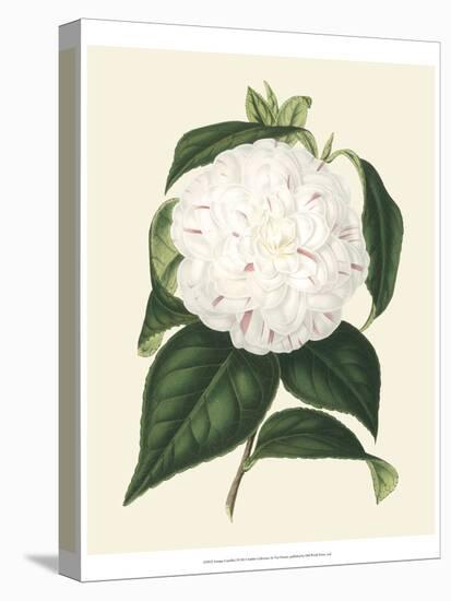 Antique Camellia I-Van Houtte-Stretched Canvas