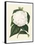 Antique Camellia I-Van Houtte-Framed Stretched Canvas