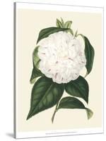 Antique Camellia I-Van Houtte-Stretched Canvas