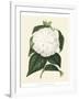 Antique Camellia I-Van Houtte-Framed Art Print