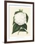 Antique Camellia I-Van Houtte-Framed Art Print