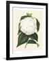 Antique Camellia I-Van Houtte-Framed Art Print