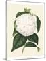 Antique Camellia I-Van Houtte-Mounted Art Print