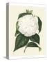 Antique Camellia I-Van Houtte-Stretched Canvas