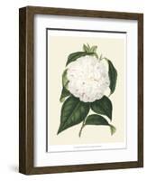 Antique Camellia I-Van Houtte-Framed Art Print