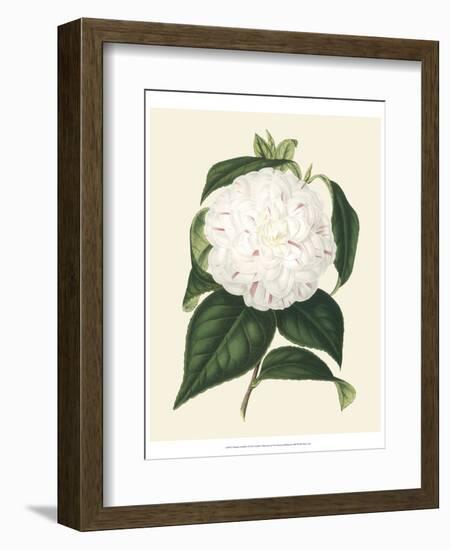 Antique Camellia I-Van Houtte-Framed Art Print