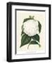 Antique Camellia I-Van Houtte-Framed Art Print