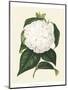 Antique Camellia I-Van Houtte-Mounted Art Print