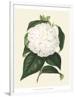 Antique Camellia I-Van Houtte-Framed Art Print