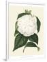 Antique Camellia I-Van Houtte-Framed Art Print