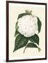 Antique Camellia I-Van Houtte-Framed Art Print