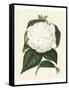 Antique Camellia I-Van Houtte-Framed Stretched Canvas