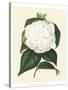 Antique Camellia I-Van Houtte-Stretched Canvas