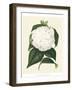 Antique Camellia I-Van Houtte-Framed Art Print