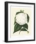 Antique Camellia I-Van Houtte-Framed Art Print