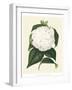 Antique Camellia I-Van Houtte-Framed Art Print