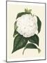 Antique Camellia I-Van Houtte-Mounted Art Print